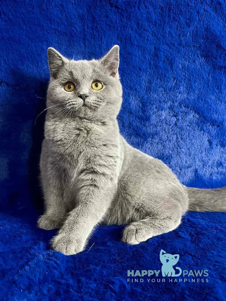 Vix British Shorthair Male Blue Live Animals