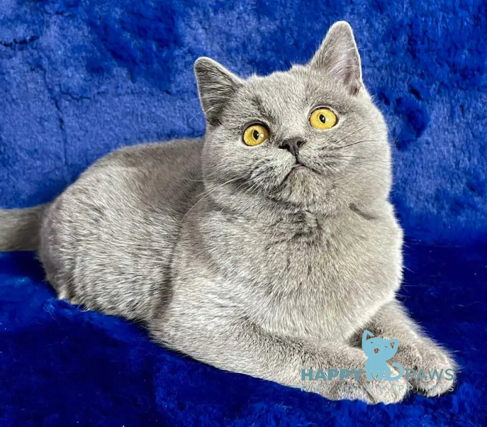 Vix British Shorthair Male Blue Live Animals