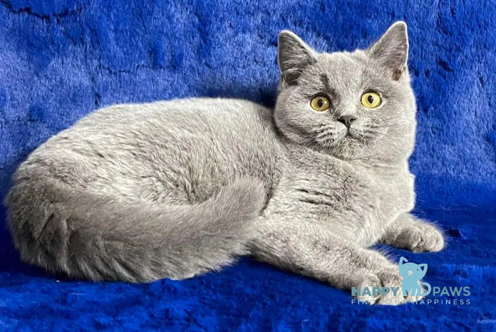 Vix British Shorthair Male Blue Live Animals