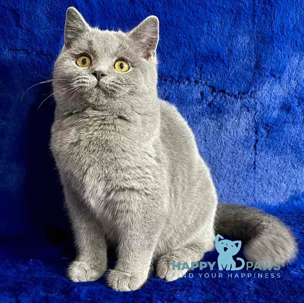 Vix British Shorthair Male Blue Live Animals