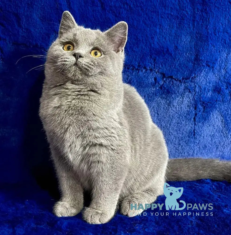 Vix British Shorthair Male Blue Live Animals