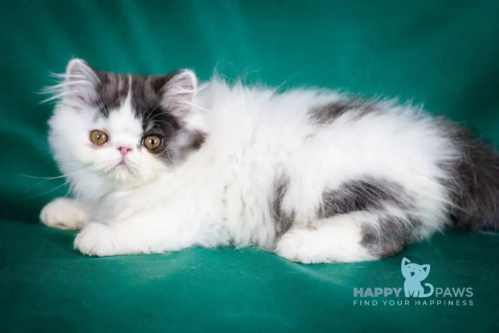 Vladek Persian Male Black Silver Van Live Animals