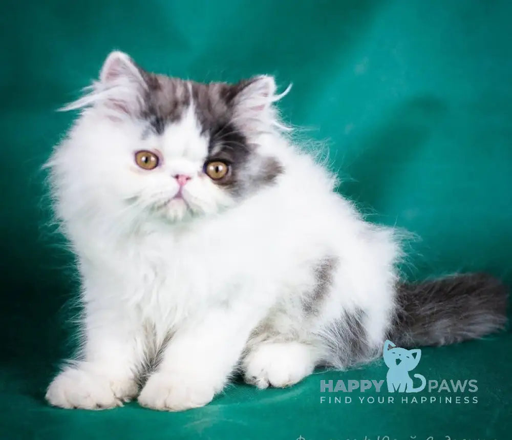 Vladek Persian Male Black Silver Van Live Animals