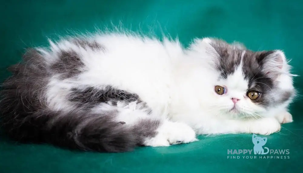 Vladek Persian Male Black Silver Van Live Animals