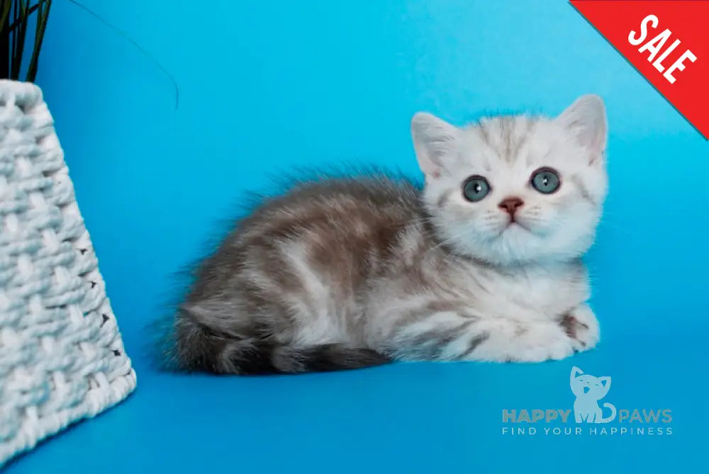 Vladis British Shorthair Male Chocolate Silver Tabby Live Animals