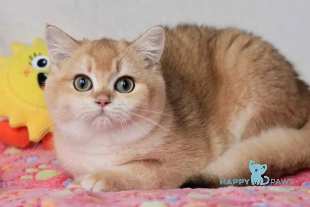 Vlas British Shorthair Male Black Golden Chinchilla Live Animals