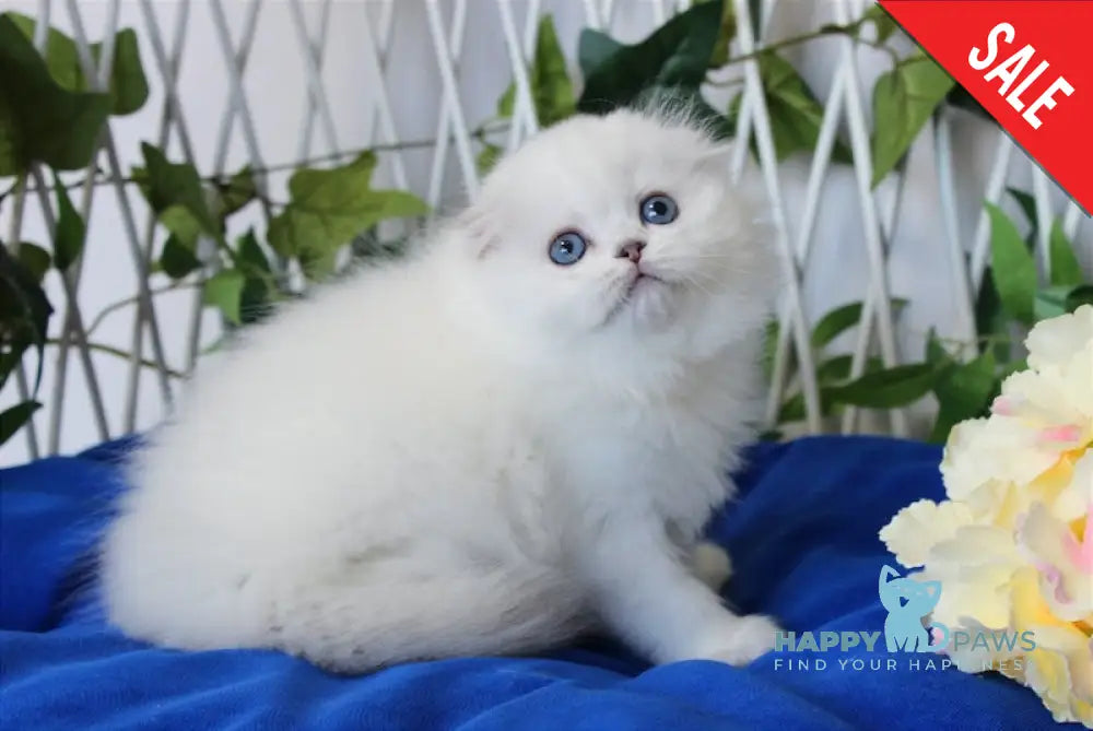 Vlasta Scottish Fold Female Black Silver Shaded Pointed Live Animals