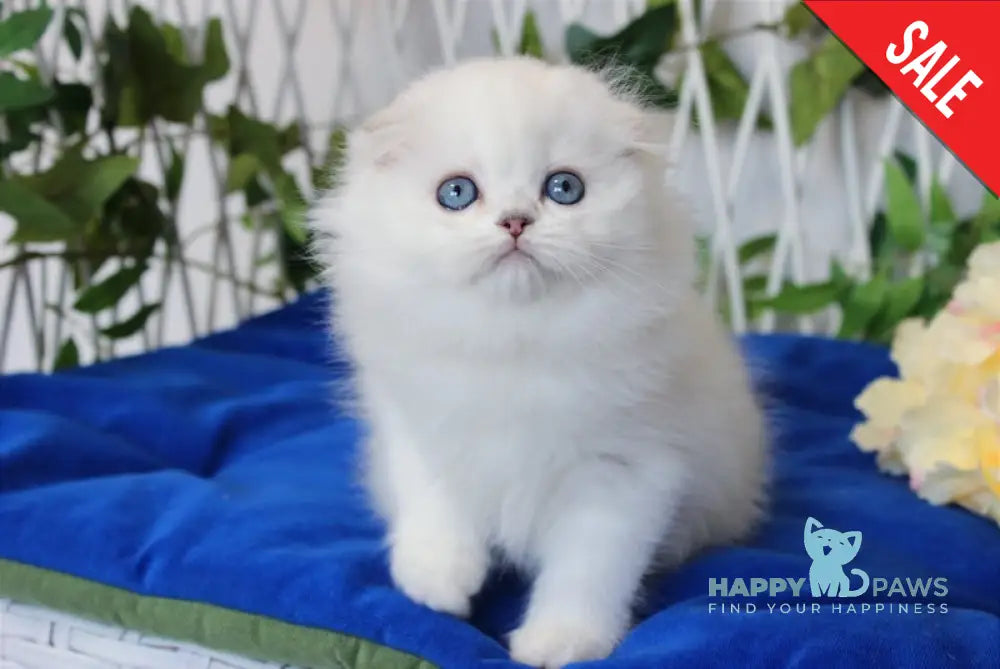 Vlasta Scottish Fold Female Black Silver Shaded Pointed Live Animals