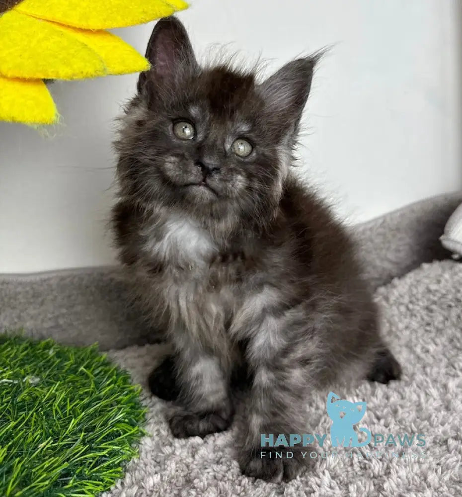 Volk Maine Coon Male Black Smoke Live Animals