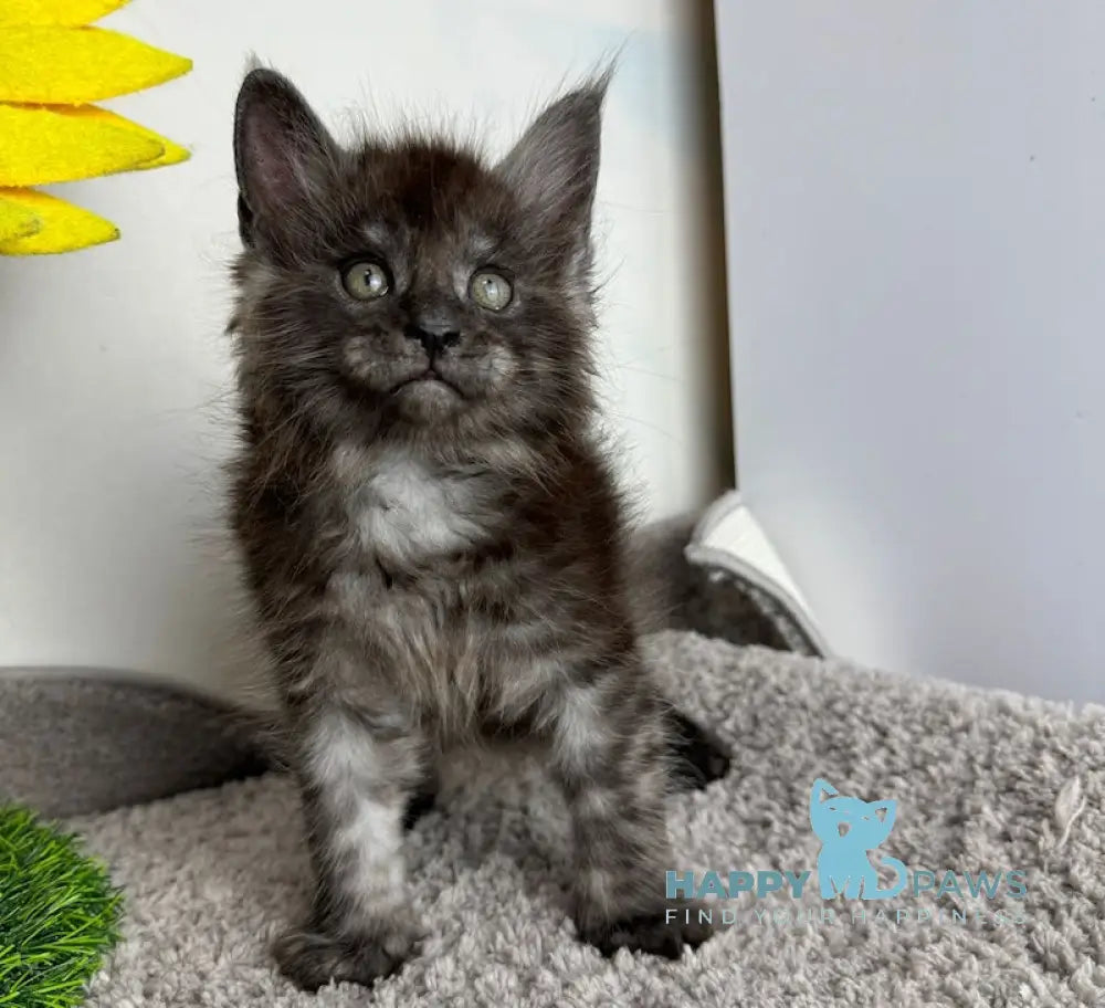 Volk Maine Coon Male Black Smoke Live Animals