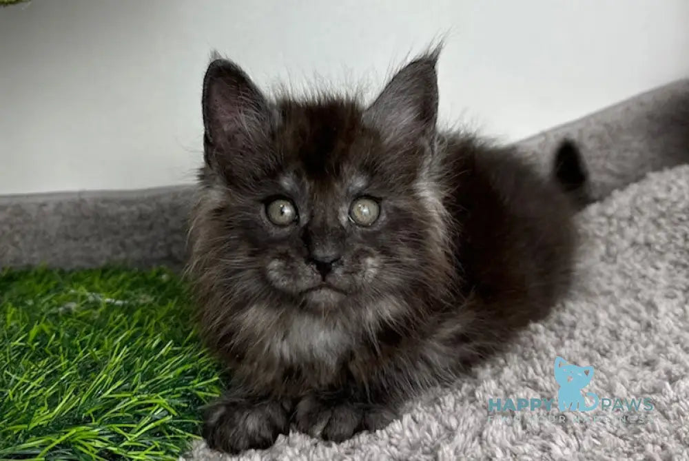 Volk Maine Coon Male Black Smoke Live Animals