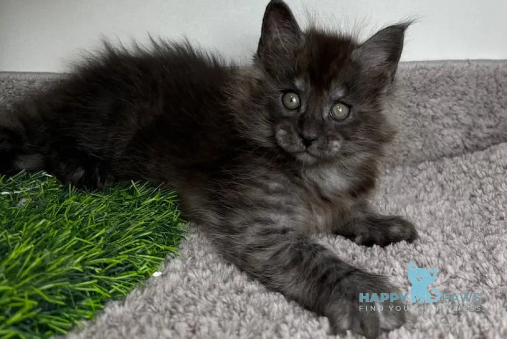 Volk Maine Coon Male Black Smoke Live Animals