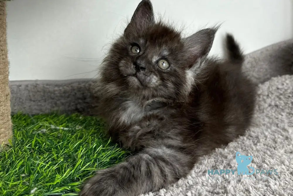 Volk Maine Coon Male Black Smoke Live Animals