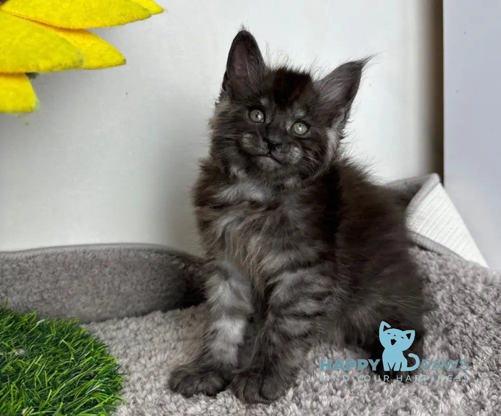 Volk Maine Coon Male Black Smoke Live Animals