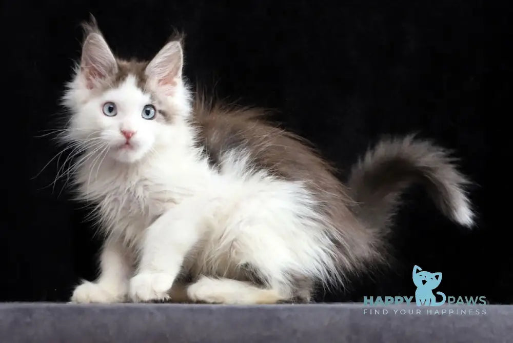 Walker Maine Coon Male Blue Tabby Bicolour Live Animals