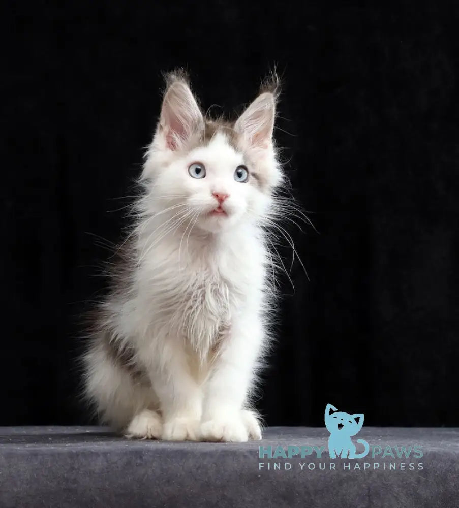 Walker Maine Coon Male Blue Tabby Bicolour Live Animals