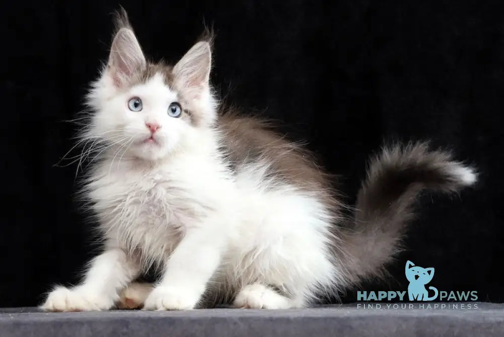 Walker Maine Coon Male Blue Tabby Bicolour Live Animals