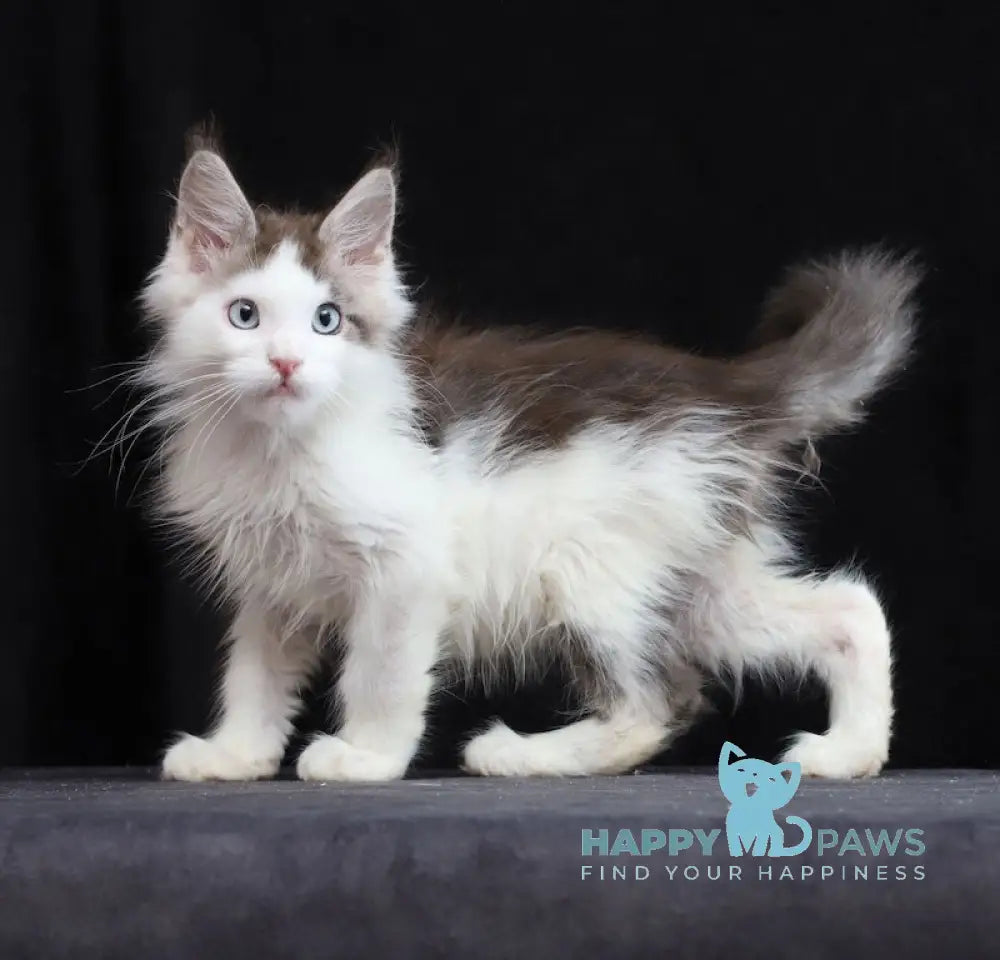 Walker Maine Coon Male Blue Tabby Bicolour Live Animals