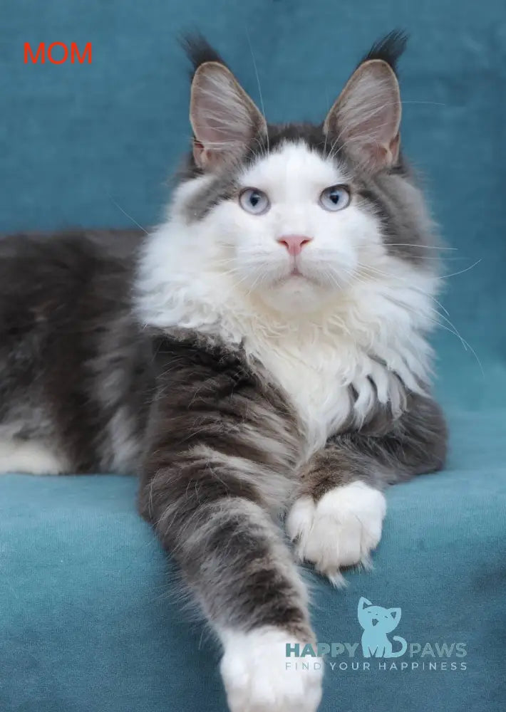 Walker Maine Coon Male Blue Tabby Bicolour Live Animals