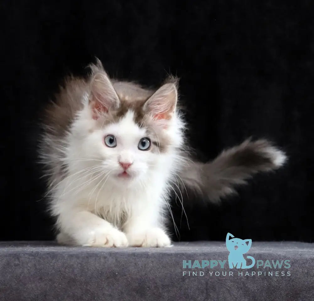 Walker Maine Coon Male Blue Tabby Bicolour Live Animals