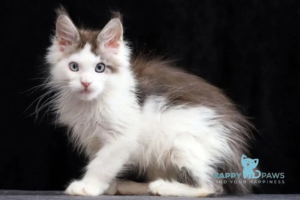 Walker Maine Coon Male Blue Tabby Bicolour Live Animals