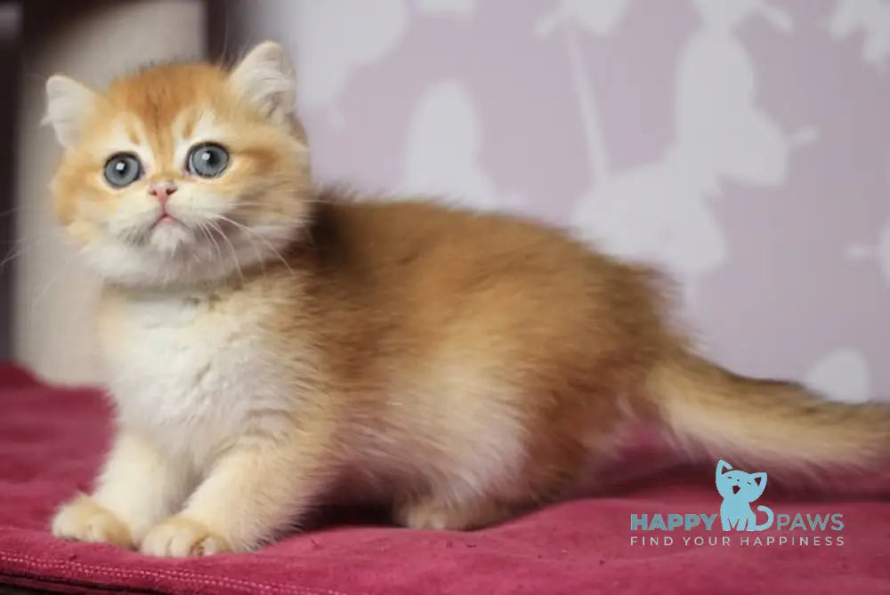 Wanilla British Shorthair Female Black Golden Chinchilla Live Animals