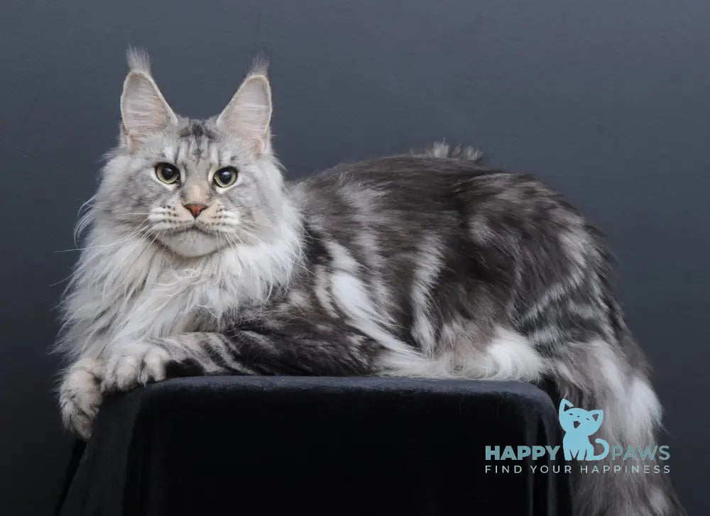 Weeza Maine Coon Polydactyl Female Black Silver Ticked Tabby Live Animals