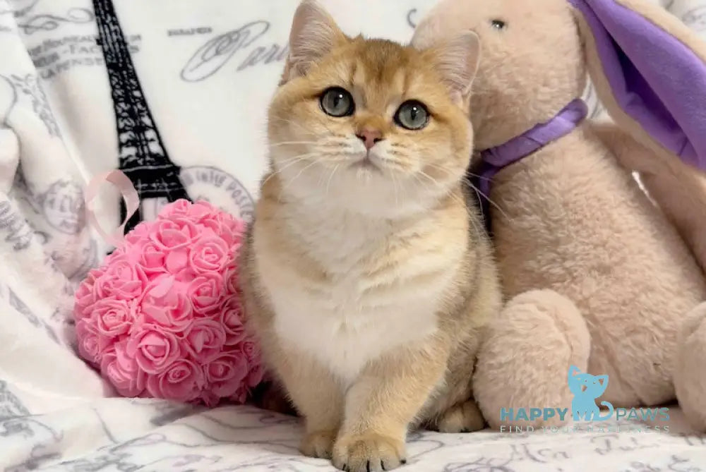 Whitney British Shorthair Female Black Golden Shaded Live Animals