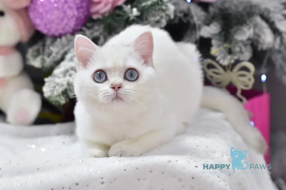 Wiki British Shorthair Female Chocolate Silver Shaded Pointed Live Animals