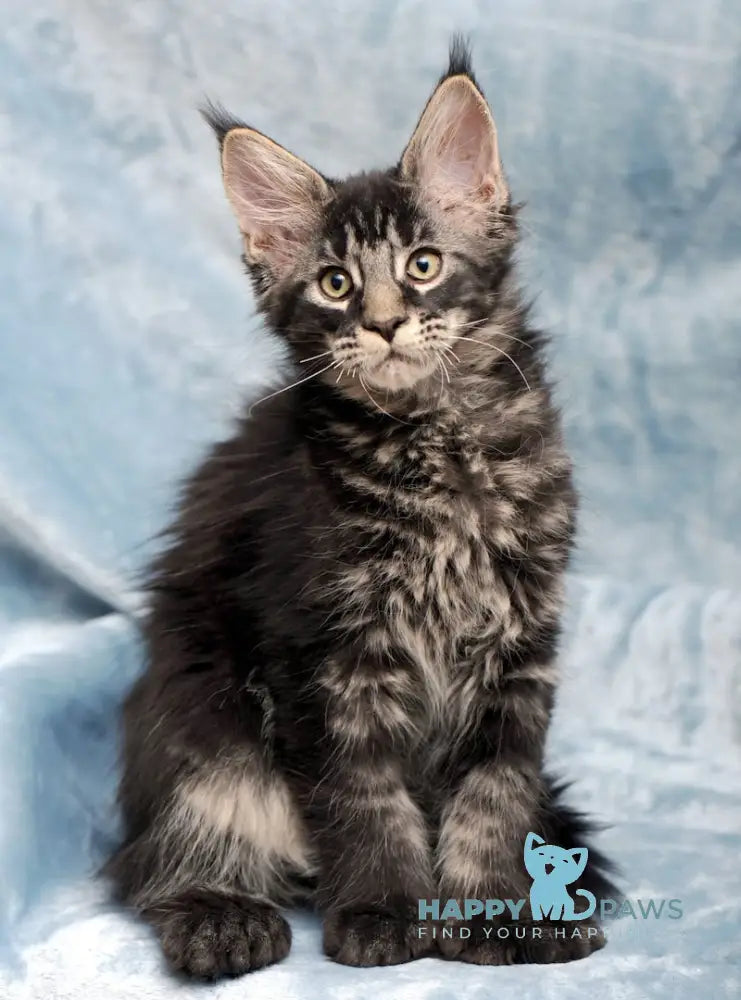 Wiking Maine Coon Polydactyl Male Black Tabby Live Animals