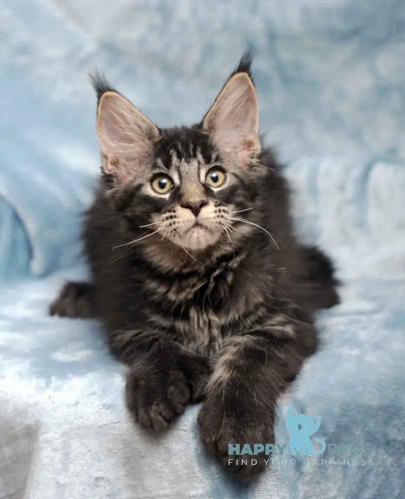 Wiking Maine Coon Polydactyl Male Black Tabby Live Animals