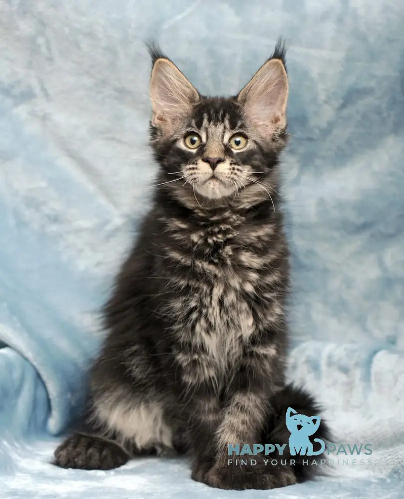 Wiking Maine Coon Polydactyl Male Black Tabby Live Animals