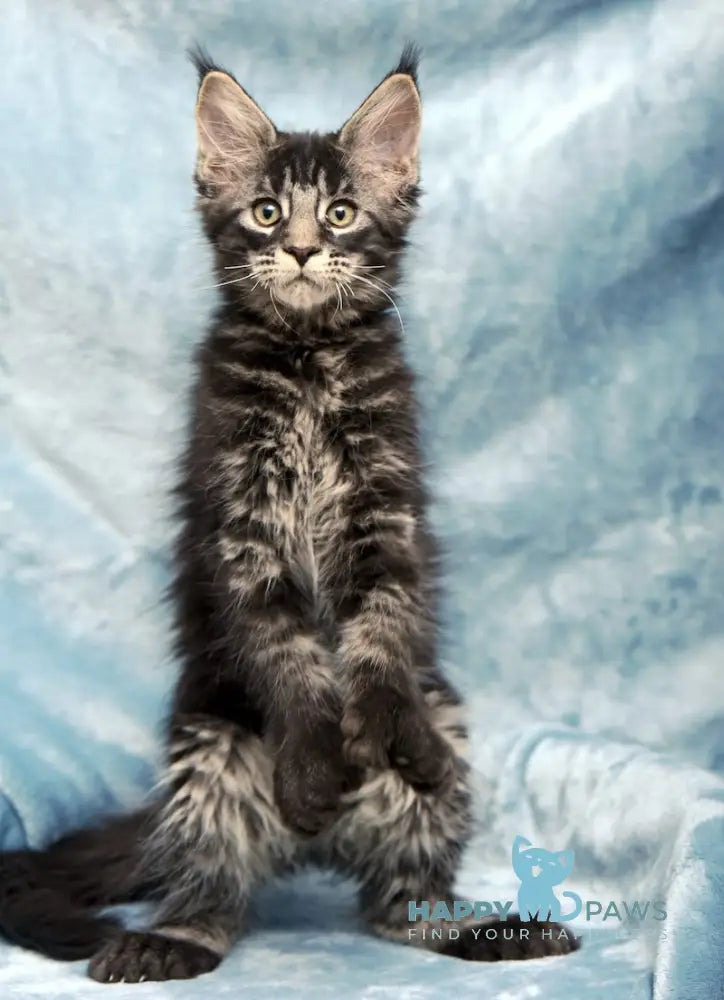 Wiking Maine Coon Polydactyl Male Black Tabby Live Animals