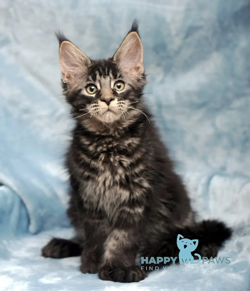 Wiking Maine Coon Polydactyl Male Black Tabby Live Animals