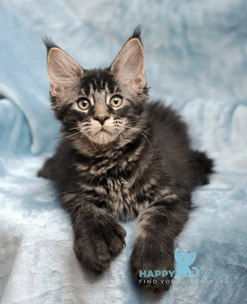 Wiking Maine Coon Polydactyl Male Black Tabby Live Animals