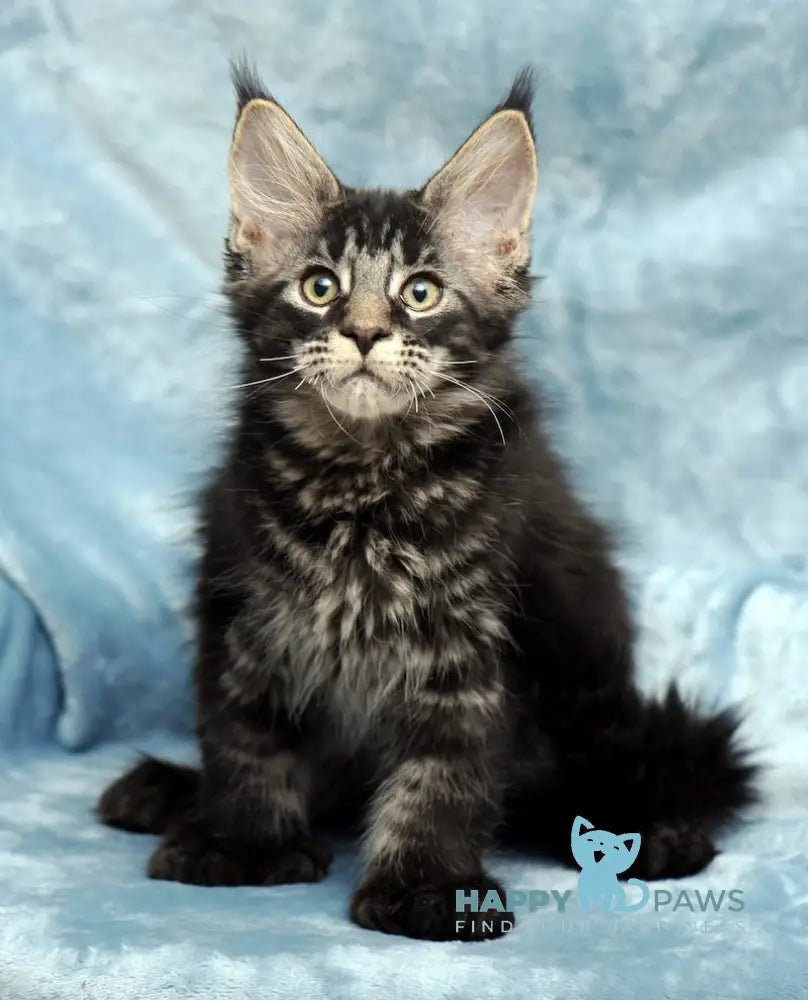 Wiking Maine Coon Polydactyl Male Black Tabby Live Animals