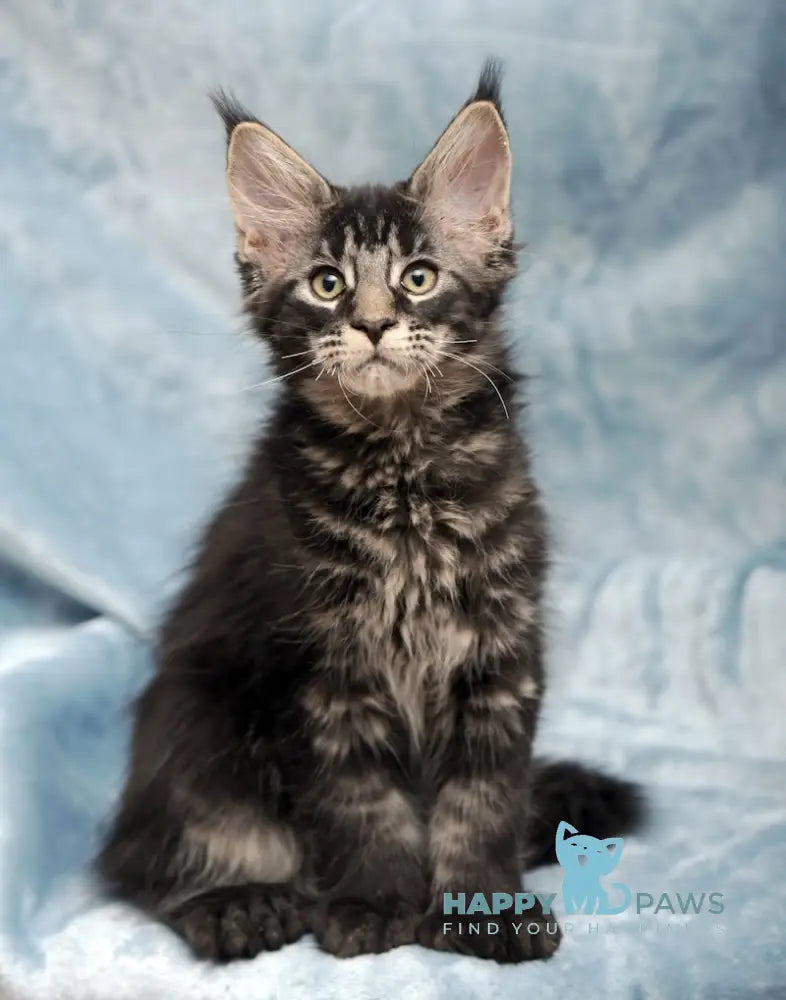 Wiking Maine Coon Polydactyl Male Black Tabby Live Animals