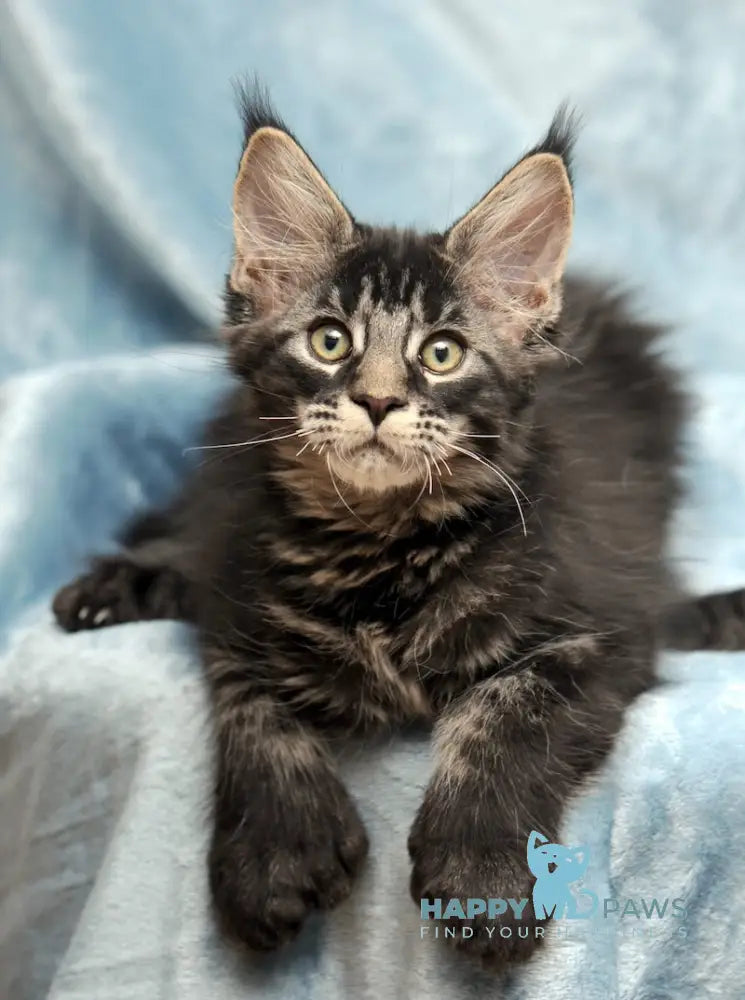 Wiking Maine Coon Polydactyl Male Black Tabby Live Animals