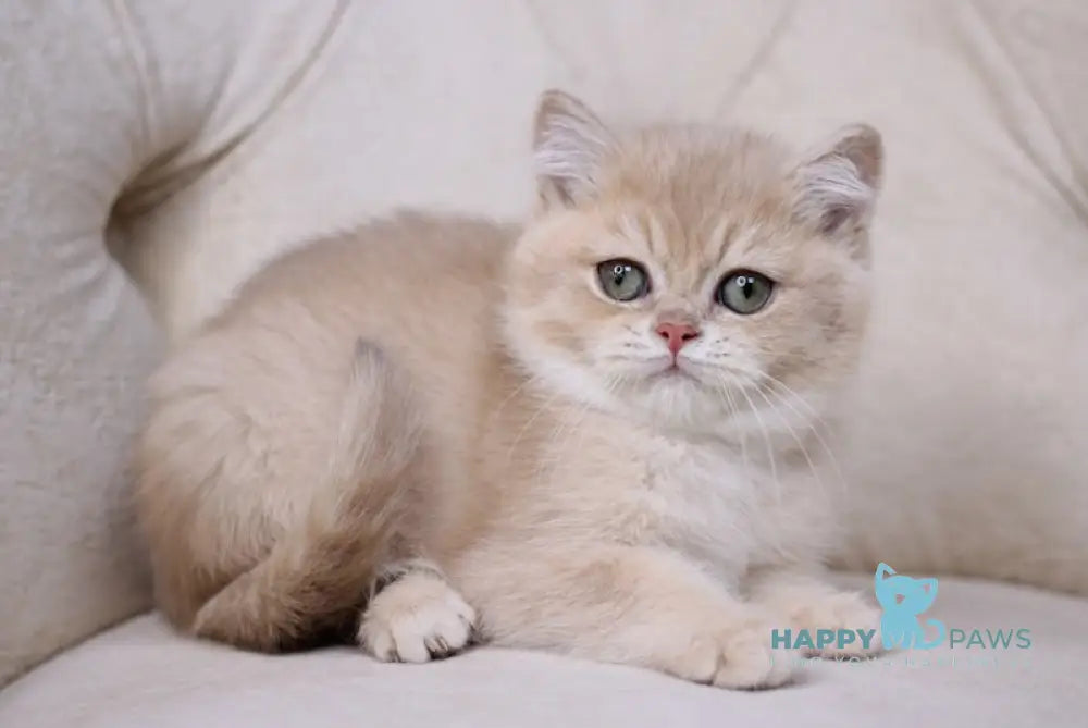 Willy British Shorthair Male Lilac Golden Chinchilla Live Animals