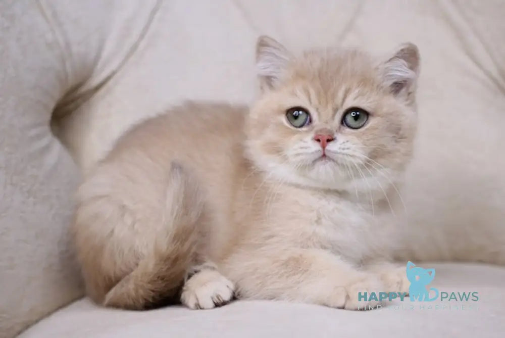 Willy British Shorthair Male Lilac Golden Chinchilla Live Animals