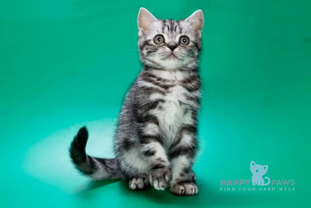 Wilma British Shorthair Female Black Silver Tabby Live Animals