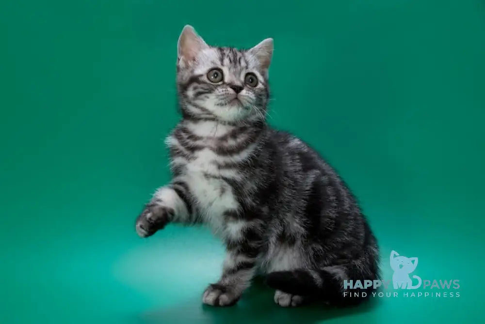 Wilma British Shorthair Female Black Silver Tabby Live Animals