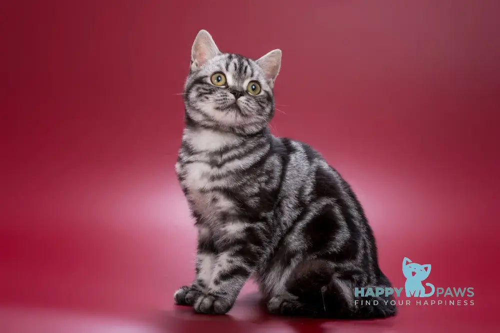 Wilma British Shorthair Female Black Silver Tabby Live Animals