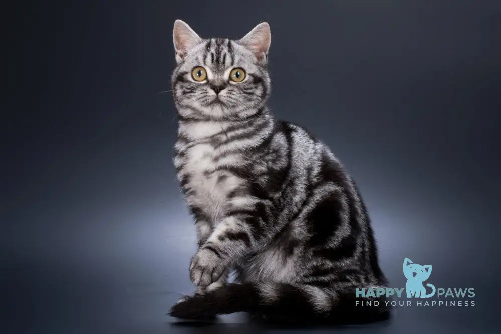 Wilma British Shorthair Female Black Silver Tabby Live Animals