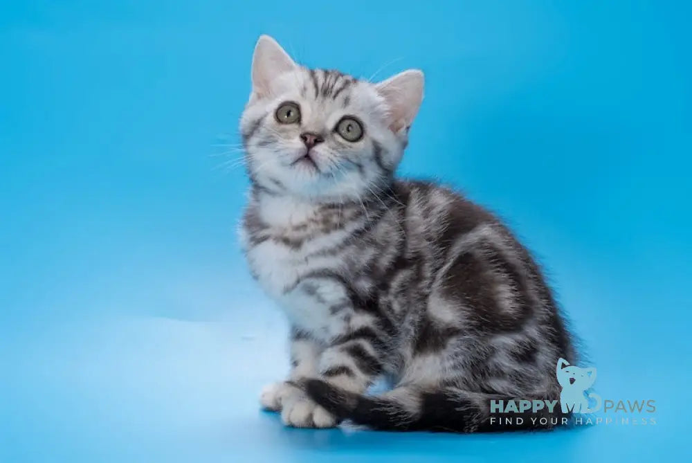 Wink British Shorthair Male Black Silver Tabby Live Animals