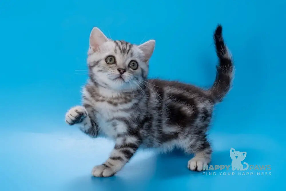 Wink British Shorthair Male Black Silver Tabby Live Animals