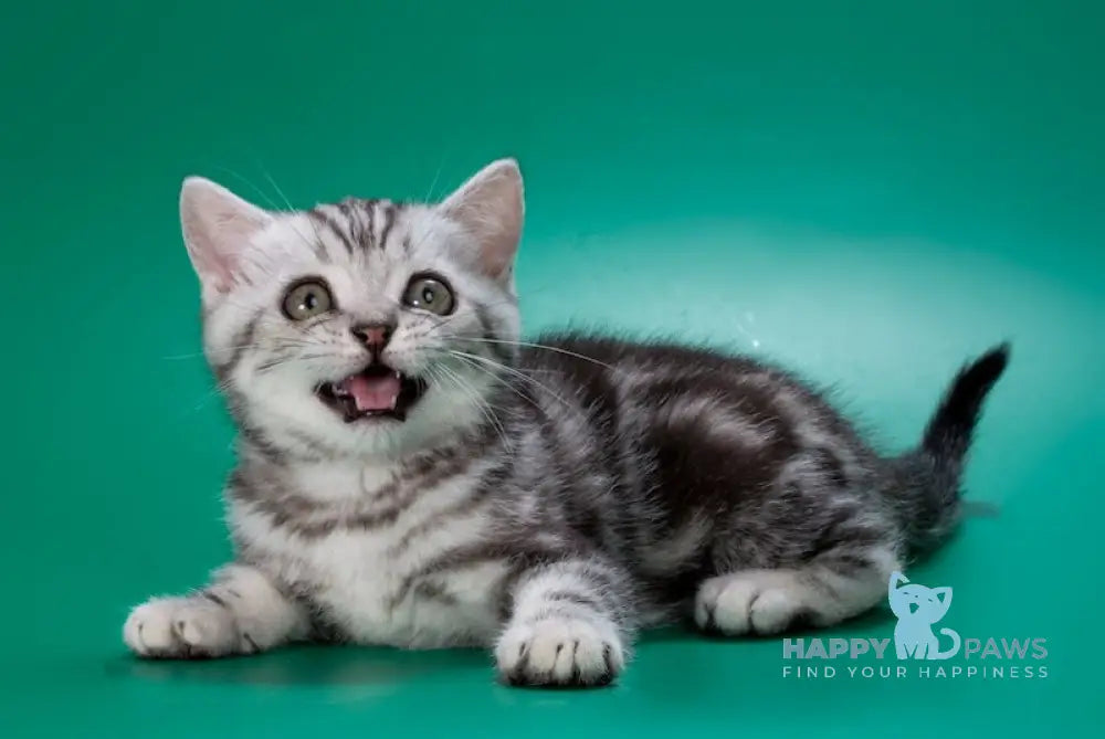 Wink British Shorthair Male Black Silver Tabby Live Animals