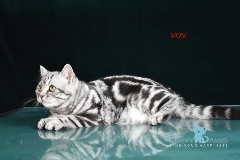 Wink British Shorthair Male Black Silver Tabby Live Animals