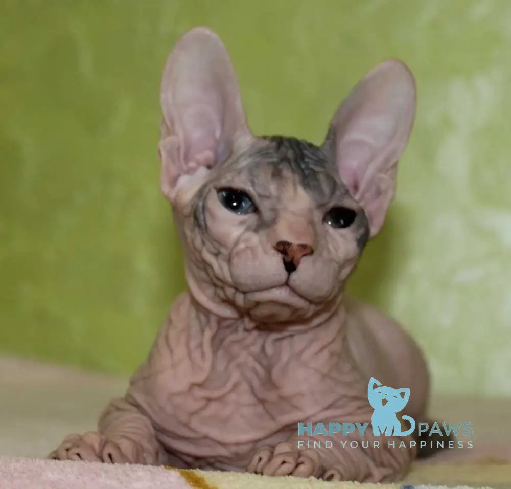 Winona Donskoy Sphynx Female Black Tortie Tabby Harlequin Live Animals