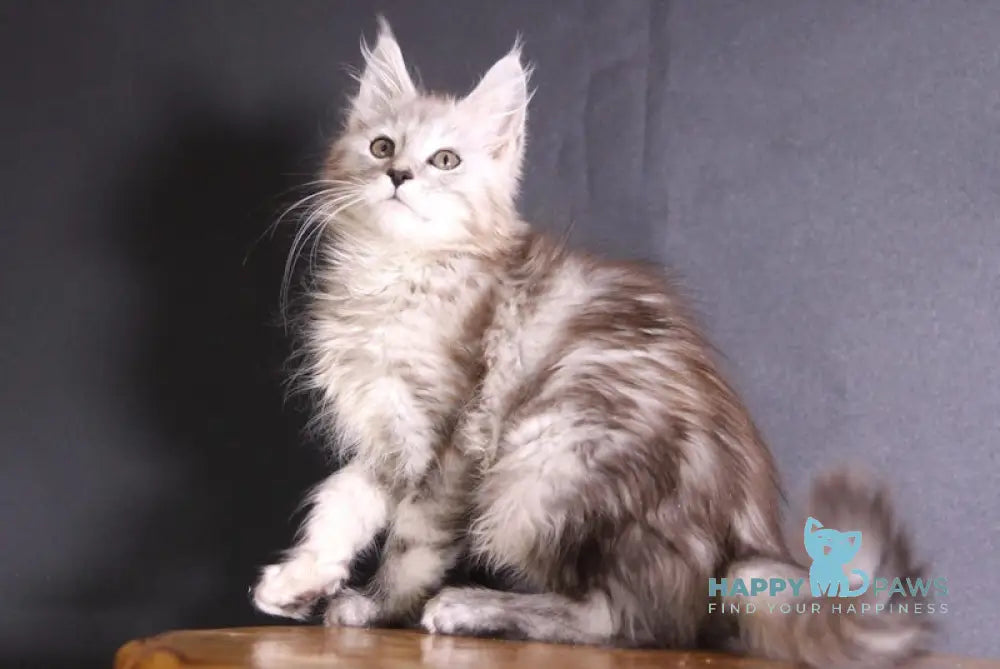 Winxi Maine Coon Female Black Silver Tabby Live Animals